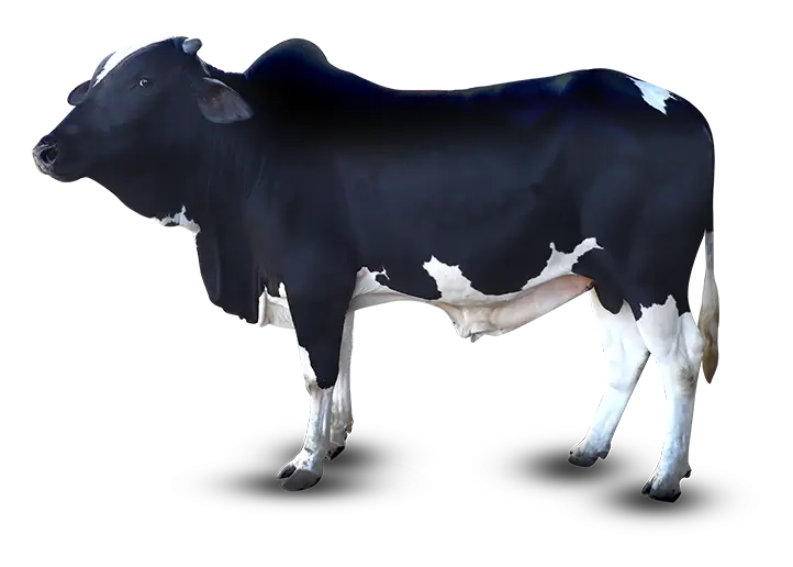 Cow Standard
