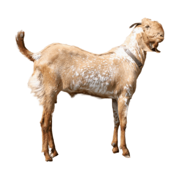 Goat Standard