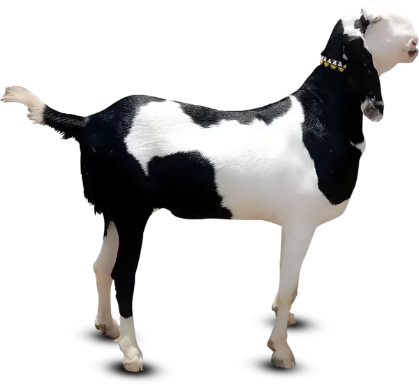 Goat  Premium